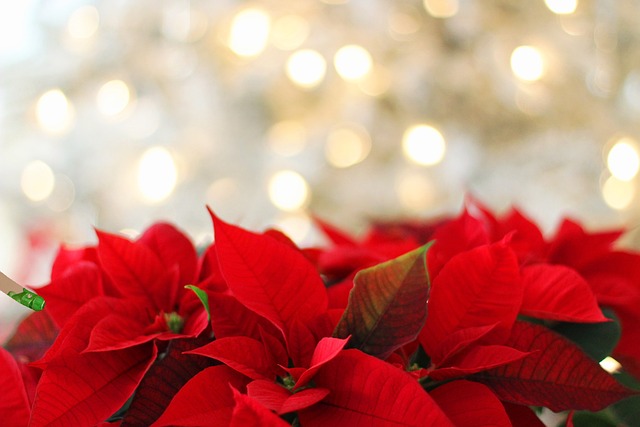 Felicitaciones navideñas con foto: una forma original de enviar tus mejores deseos
